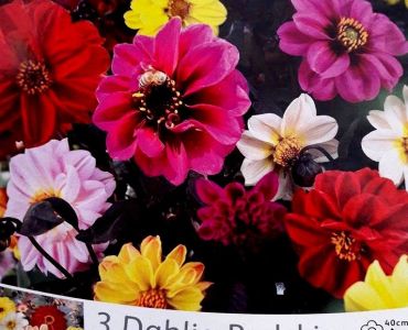 Далия Redskin Микс